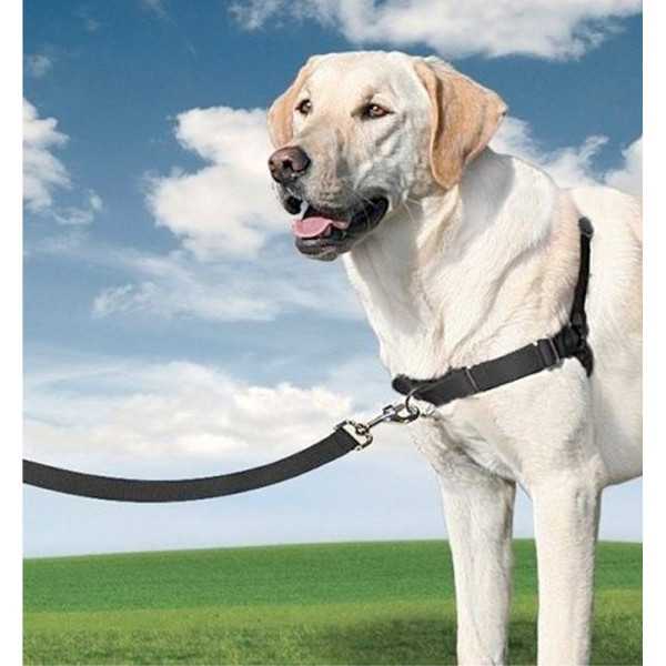Arnés + Correa, Easy Walk, Negro, T - Mediana, 56 - 81 cm NAYECO