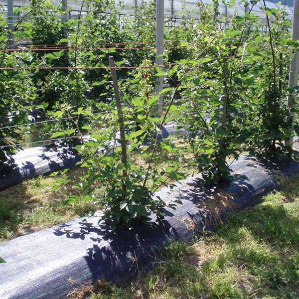 Malla Antihierba 100 g/m² Negra 1 x 100 m FAURA