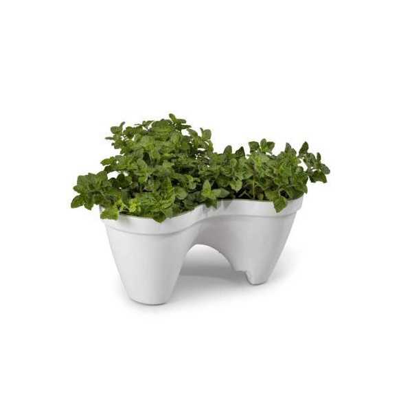 Maceta Ivy - White+green -.std 205565 [LOTE DE 2 Unidades] KETER
